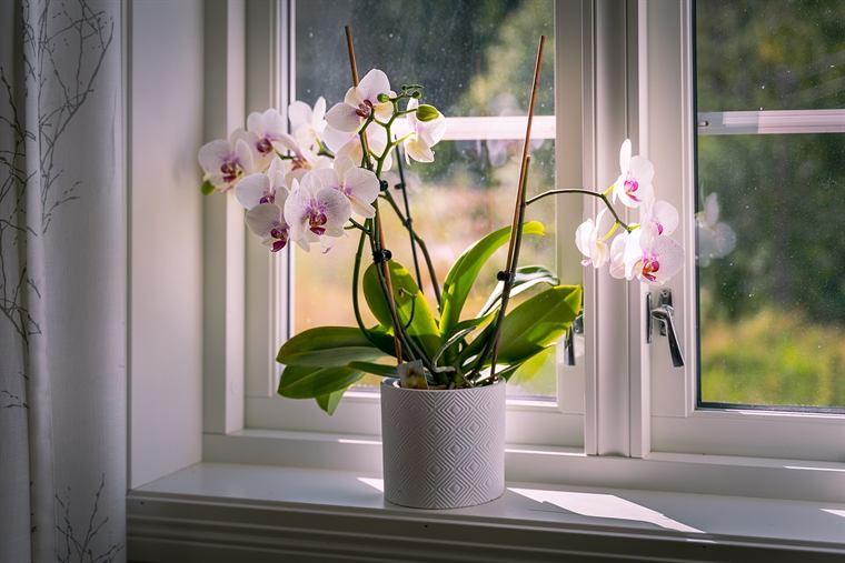 Houseplants softening a corner